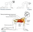 Упражнения с гантелями для укрепления мышц спины