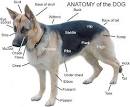 Дисплазия суставов у собак лечение